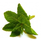 Perfumer's Apprentice Aroma Spearmint (Menta Crespa) 10ml